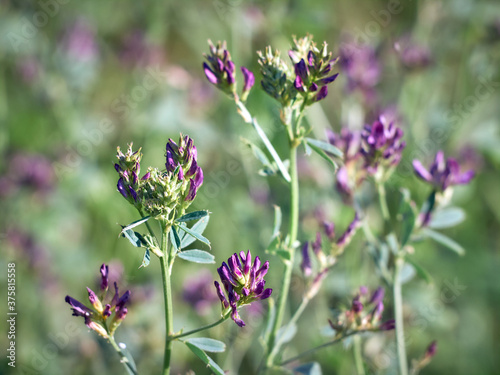 Flowers of alfalfa in the field. Medicago sativa. © Kulbabka