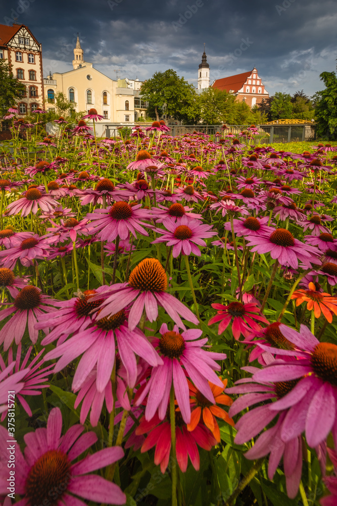 Flowers in Opole Venice, with a pretty colours and light. Opolskie, Poland Flowers in Opole Venice, with a pretty colours and light. Opolskie, Poland