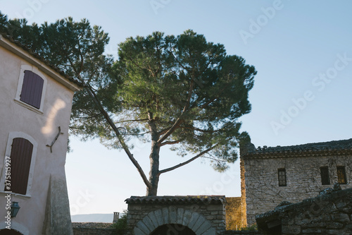 Buildings and pine tree at dusk in small town of Goult, Southern France photo