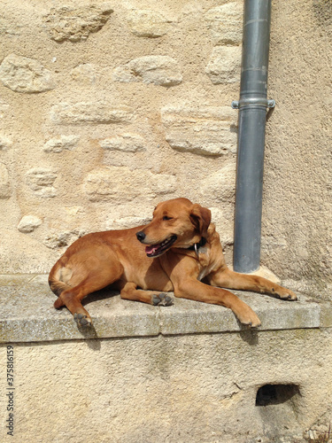 Dog resting on stone bench, Viens, France photo