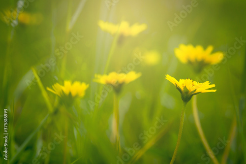 Golden light in the morning with yellow flowers with green background of the plants.