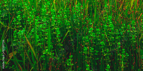 Abstract background with green leaves and orange grass flowers