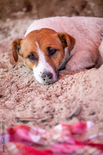 sad jack russell terrier lies on wet sand with a wet nose in the sand near the rug, rest, vertical