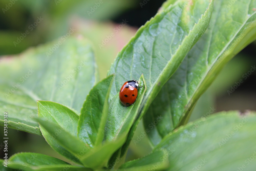 coccinella su una foglia di erba coccinella su una foglia di erba