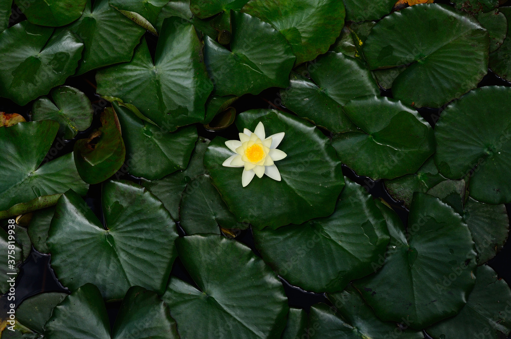 The yellow and white water lily. The yellow and white water lily.