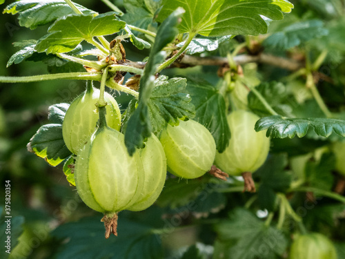 Gooseberries on a branch