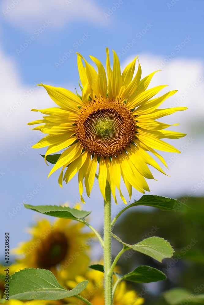 sunflower on blue sky