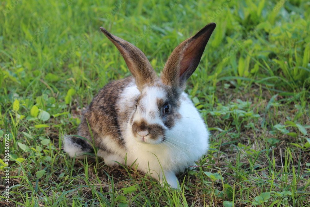 Fototapeta premium coniglio bianco e grigio da allevamento