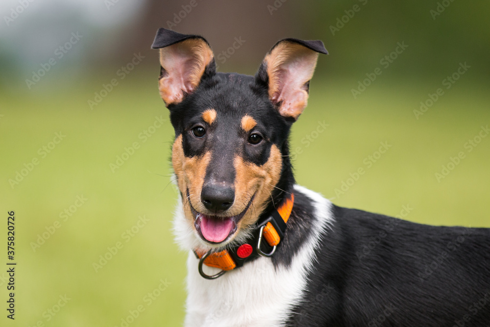 Clever, cute working black sable and white tricolor smooth collie puppy summer portrait outdoors with funny ears.Adorable herding sheepdog baby sitting outside in the park with green grass  background