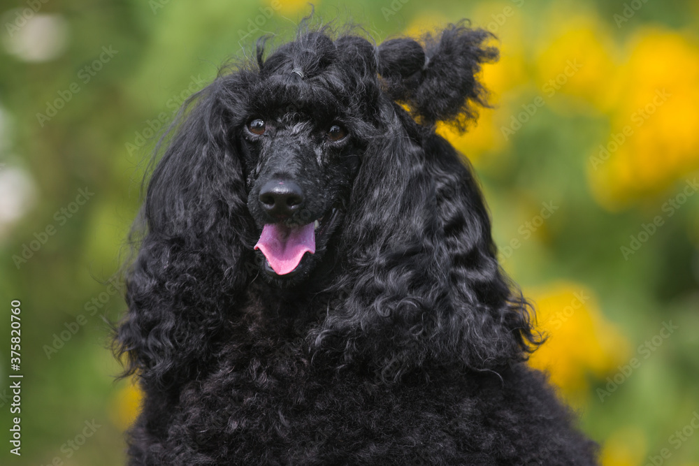 Portrait of charming amazing small poodle outside on hot spring summer day, with funny curly hair cut. Smartest dog breed medium caniche moyen portrait in green blooming field with yellow flowers Portrait of charming amazing small poodle outside on hot spring summer day, with funny curly hair cut. Smartest dog breed medium caniche moyen portrait in green blooming field with yellow flowers