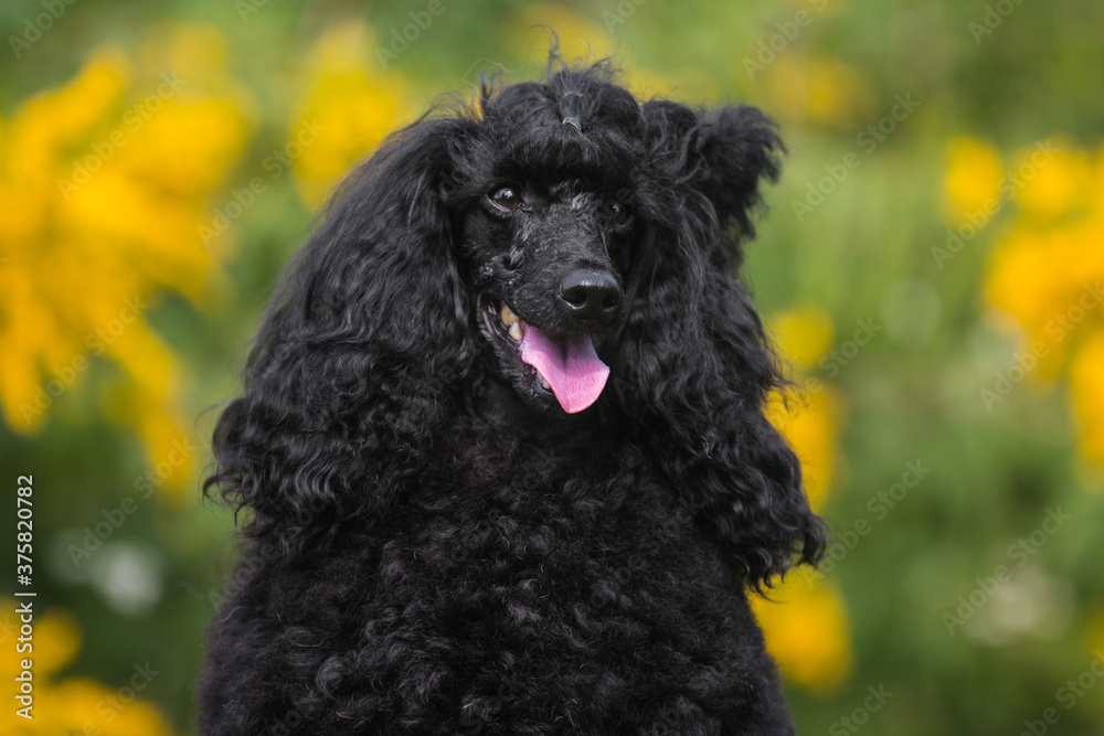 Portrait of charming amazing small poodle outside on hot spring summer day, with funny curly hair cut. Smartest dog breed medium caniche moyen portrait in green blooming field with yellow flowers Portrait of charming amazing small poodle outside on hot spring summer day, with funny curly hair cut. Smartest dog breed medium caniche moyen portrait in green blooming field with yellow flowers