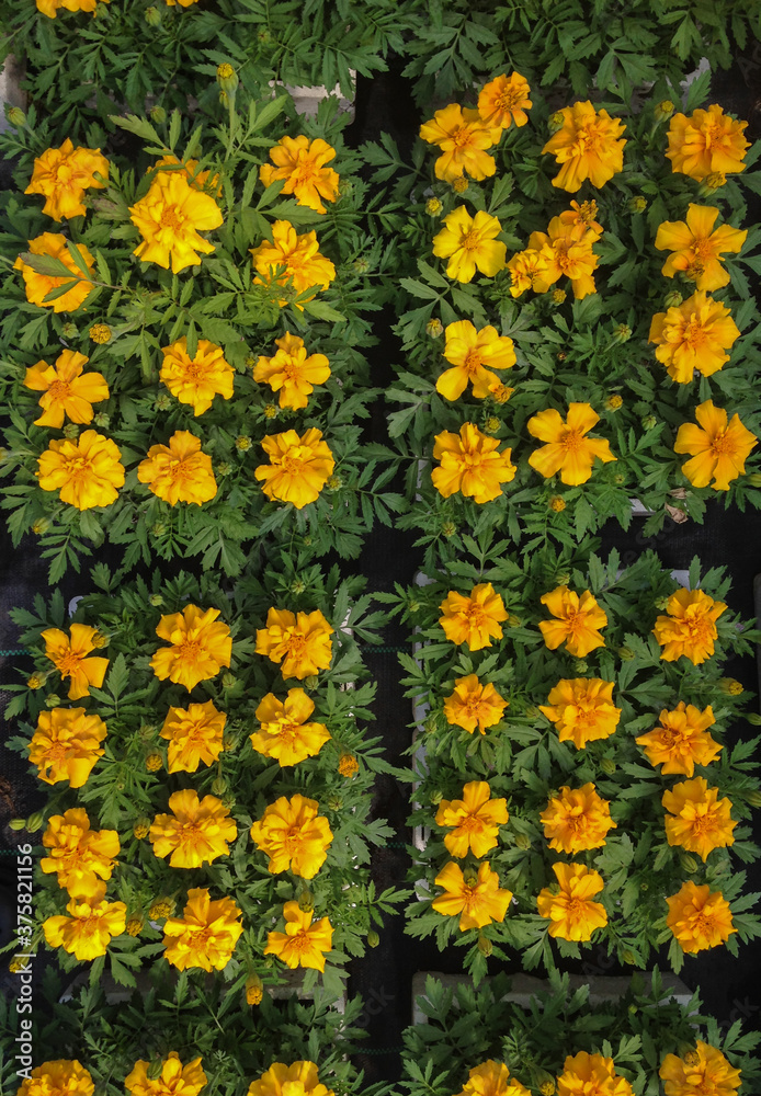 Trays of marigolds from above Trays of marigolds from above