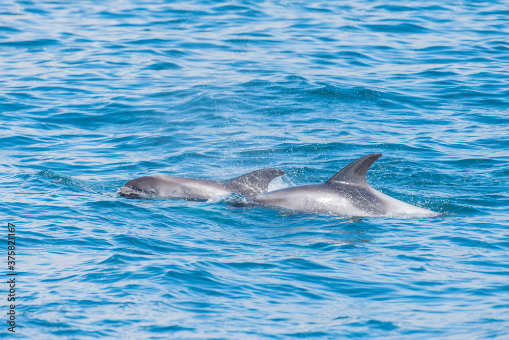 Fototapeta premium Delfin białopłyski