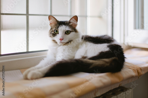 Cat looks at camera while laying on windowsill in hot summer day photo