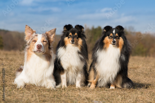 Smiling charming adorable sable red merle and white border collie sits together with black tricilor herding shetland sheepdogs, sheltie, lassie. Two most clever dogs breeds in the world outdoors