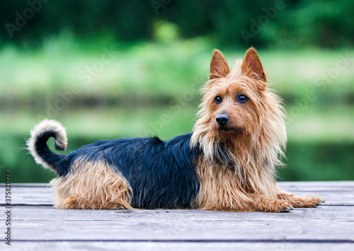 Принти на полотні Summer portrait of black and sable tan purebred typical australian terrier