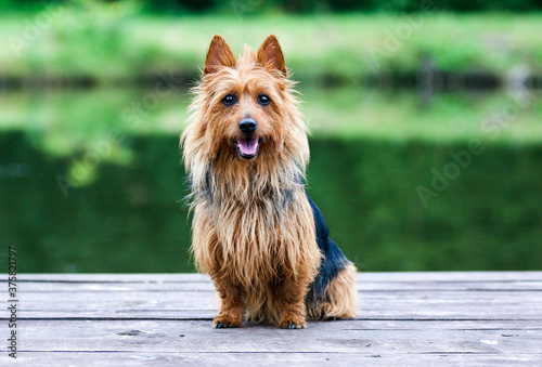 Summer portrait of black and sable tan purebred typical australian terrier. Pedigreed australian terrier dog sitting outside on wooden pier with green background. Smiling attractive doggy portrait 