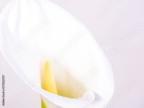 Close-up view of white calla lily against a white background, copy space.