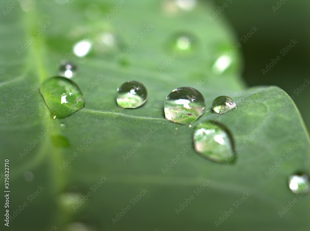Closeup water drops on leaf in garden with blurred bcakground, macro image ,droplets on nature leaves ,dew in forest, soft focus for card design Closeup water drops on leaf in garden with blurred bcakground, macro image ,droplets on nature leaves ,dew in forest, soft focus for card design