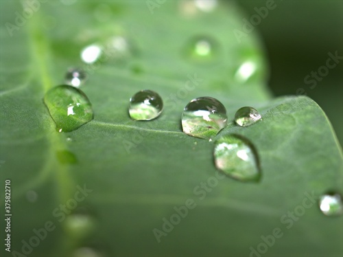 Closeup water drops on leaf in garden with blurred bcakground, macro image ,droplets on nature leaves ,dew in forest, soft focus for card design