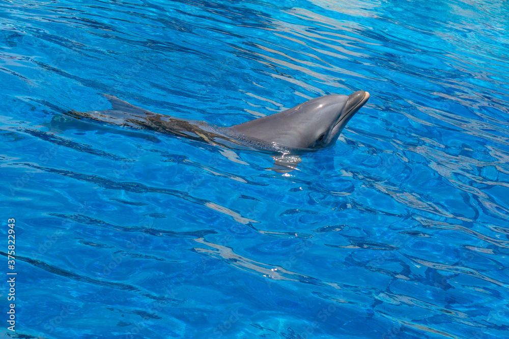 Obraz premium Dolphin at open zoo Spain