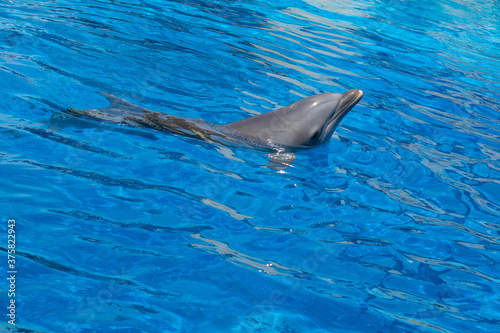 Dolphin at open zoo Spain © anna_klyasheva