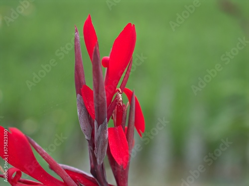 Closeup red petals of Edible canna indica flower plants in garden with green blurred background ,macro image , soft focus ,sweet color for card design photo