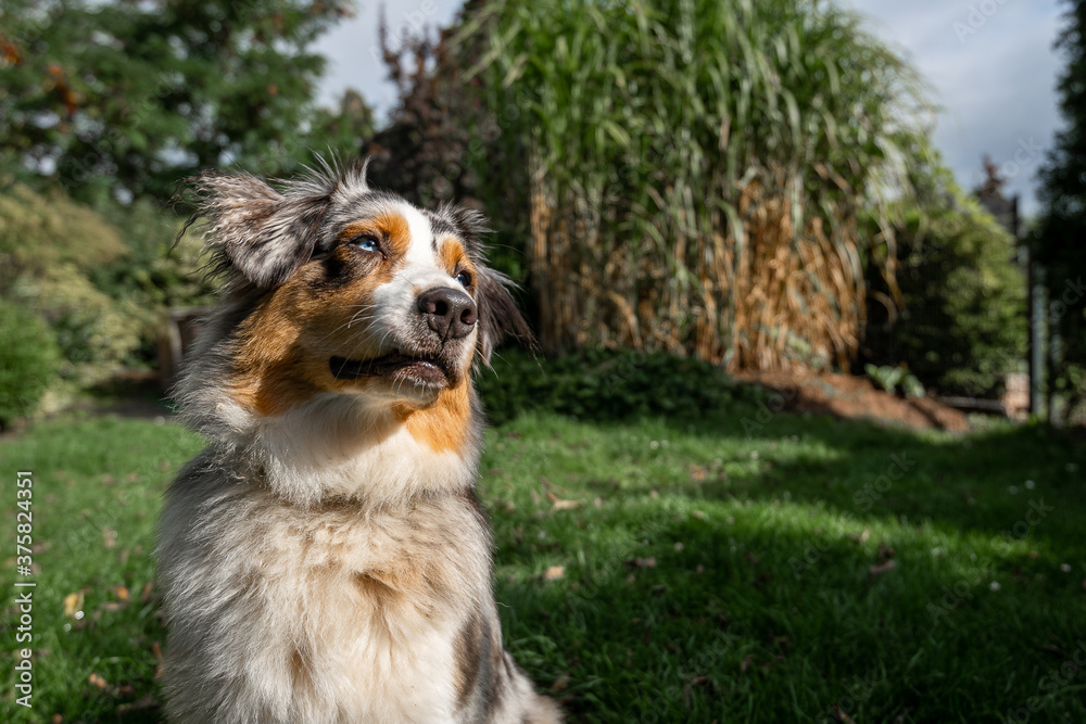 an australian shepherd wide angle shot sitting on the green gras looking to the side smiling