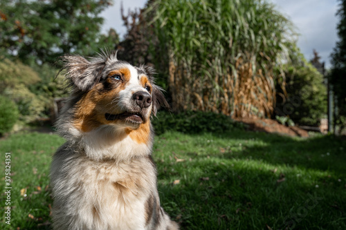 an australian shepherd wide angle shot sitting on the green gras looking to the side smiling