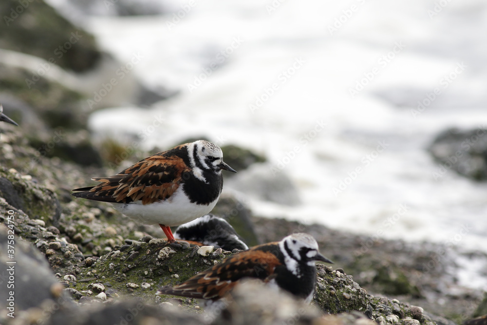 Turnstone birds on the rocky coast Turnstone birds on the rocky coast