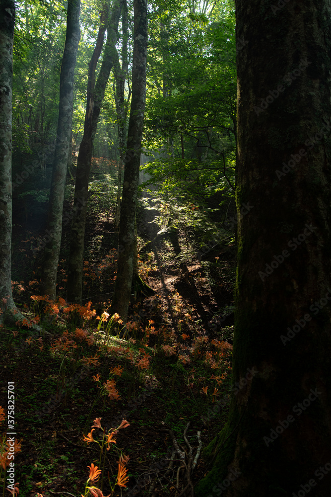 Fototapeta premium キツネノカミソリの群生地 大栗山