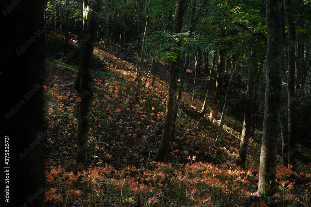 Obraz premium キツネノカミソリの群生地 大栗山