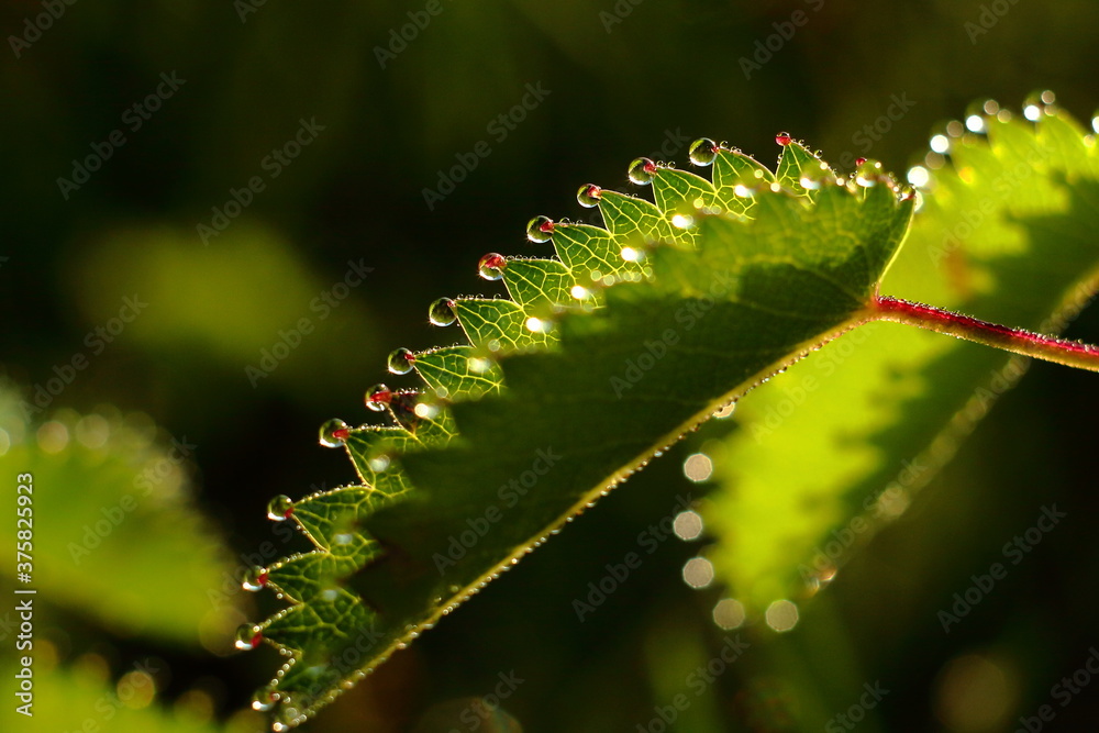 Naklejka premium Close-up of great burnet (Sanguisorba officinalis) leaf with guttation droplets in warm morning light. Fresh, natural detail from a meadow plant