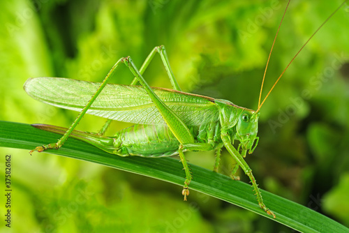 Big green grasshopper on the leaf