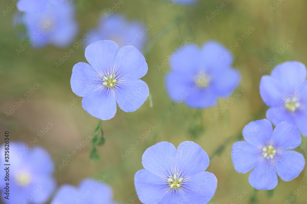Blue Flax wildflowers Blue Flax wildflowers