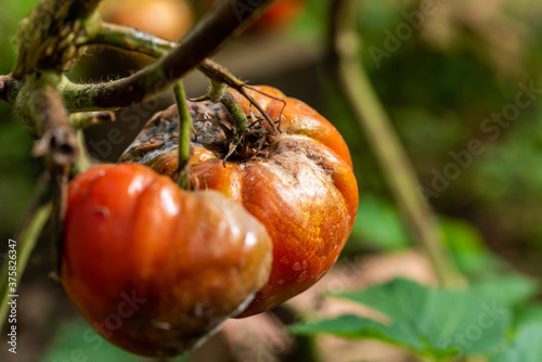 Tableau sur toile Rotten tomato fruit on a branch. Close-up. Selective focus