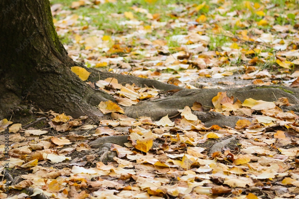 foglie ingiallite cadute ai piedi di un albero in autunno foglie ingiallite cadute ai piedi di un albero in autunno
