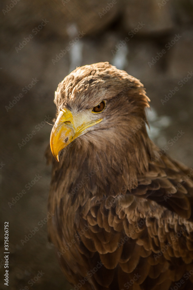 Portrait of brown eagle /endagered specie. Portrait of brown eagle /endagered specie.