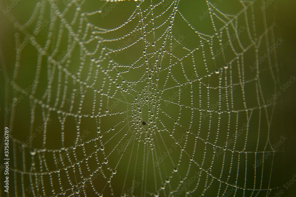 morning dew on the web