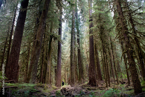 Wallpaper Mural Man in Tall Forest Torontodigital.ca