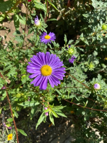 flower in the garden