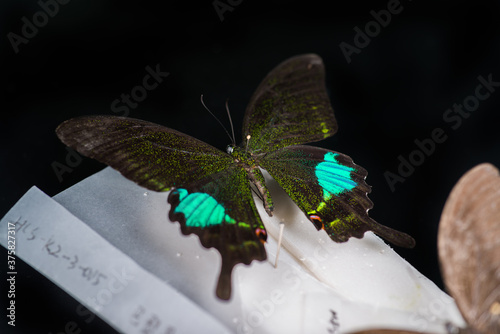 butterfly on black background photo