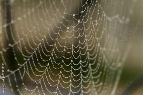 morning dew on the web