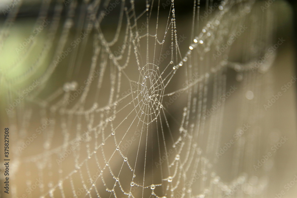 morning dew on the web morning dew on the web