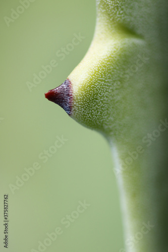 Green agave breast photo