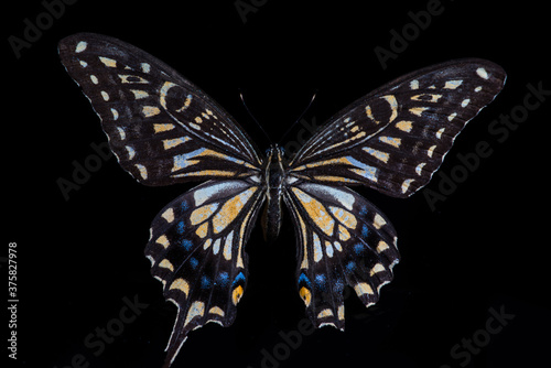 butterfly on black background photo