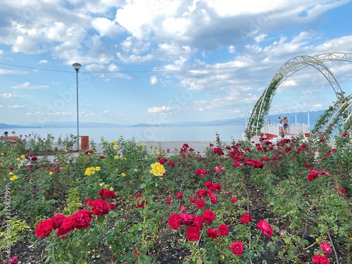 field of poppies
