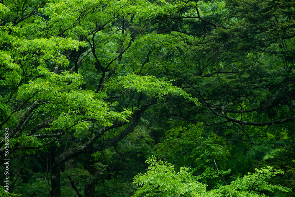 緑が美しい森