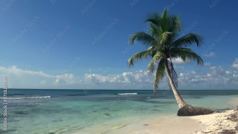 tropical beach with palm trees