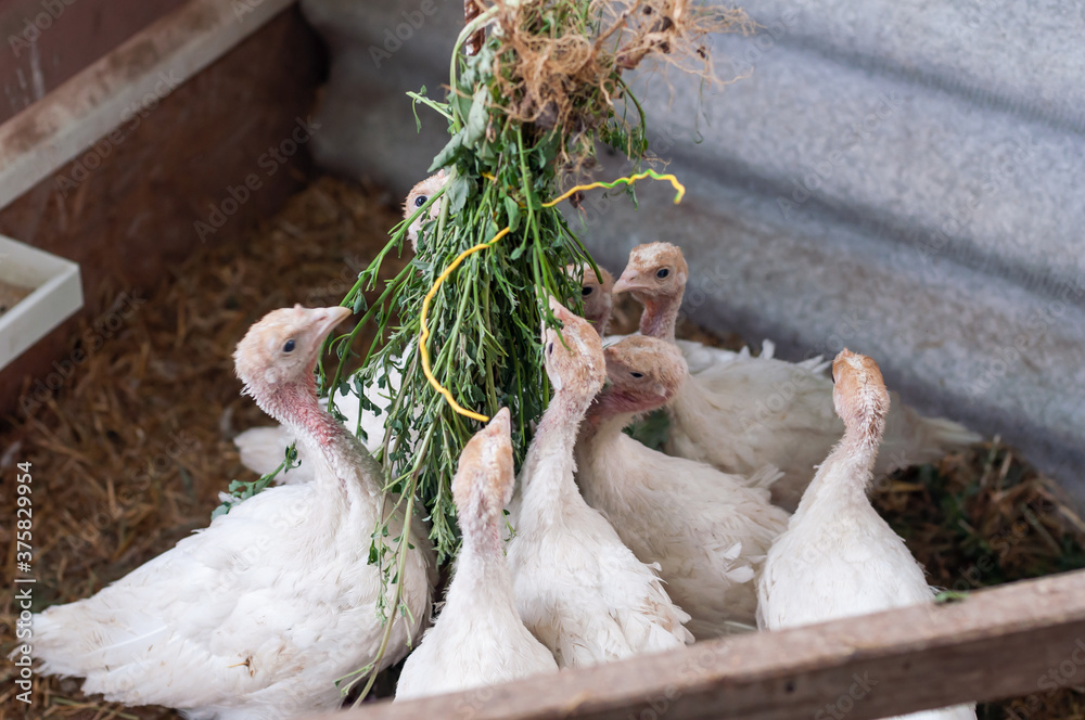 young turkeys on the farm, turkey breeding young turkeys on the farm, turkey breeding